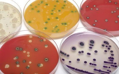Los efectos de la humedad sobre la inactivación térmica de Salmonella en alimentos de baja humedad